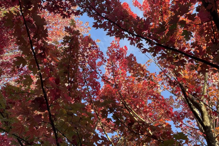 Personal Essay: Embracing an Imperfect Mind This Mental Health Awareness Month