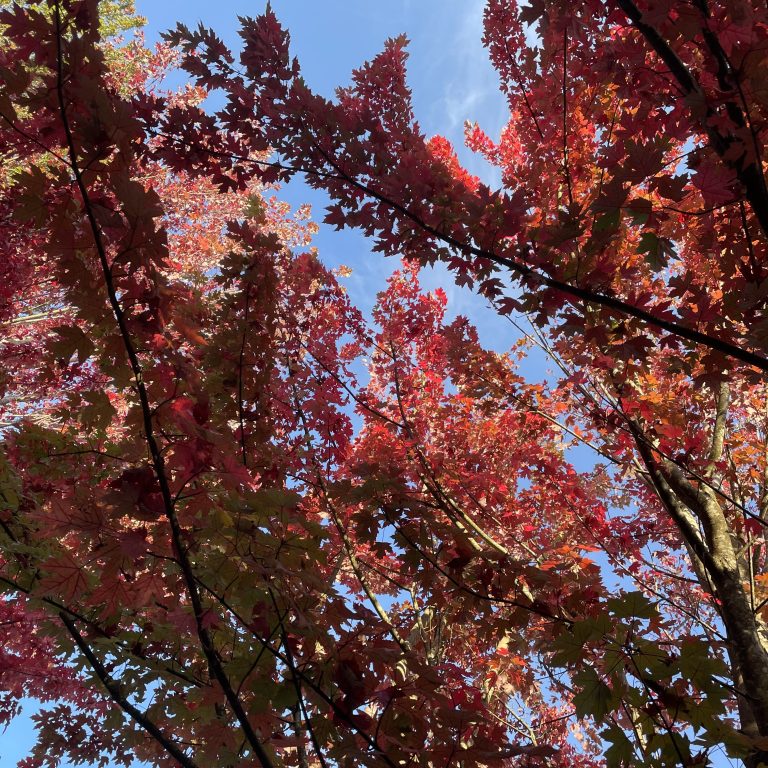 Personal Essay: Embracing an Imperfect Mind This Mental Health Awareness Month